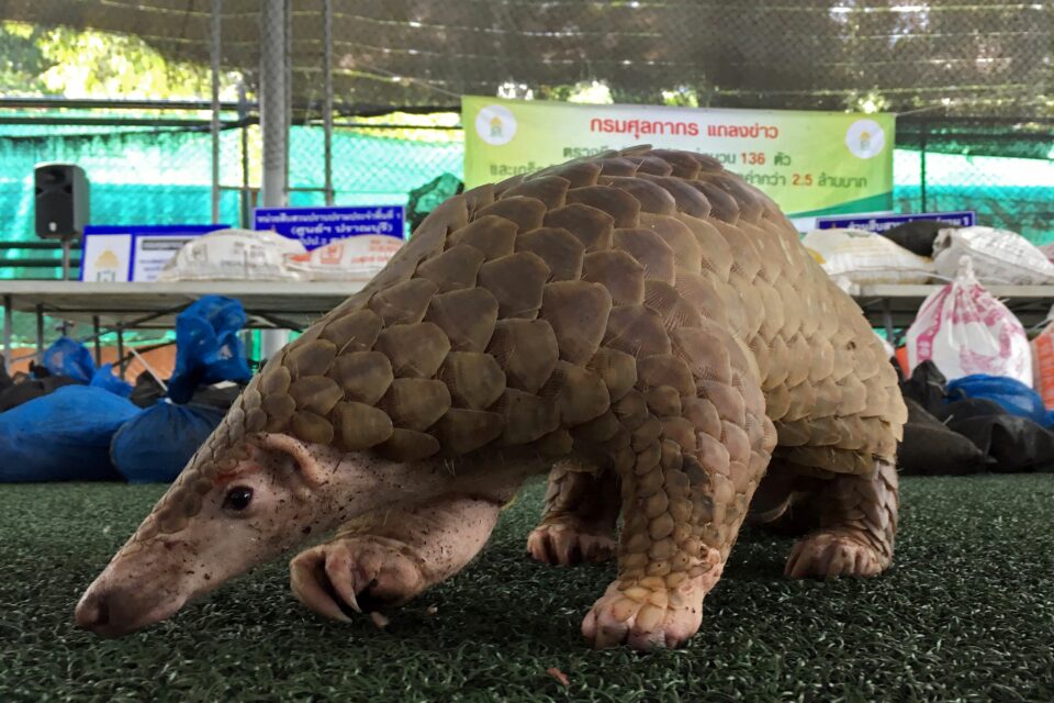 Laos having hard time clamping down on wildlife trafficking