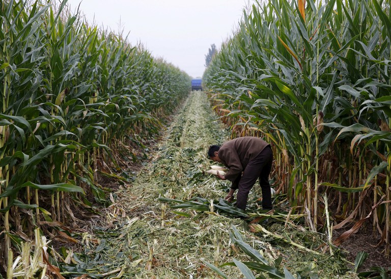 China’s new rural land transfer scheme sparks fears over heavy-handed enforcement