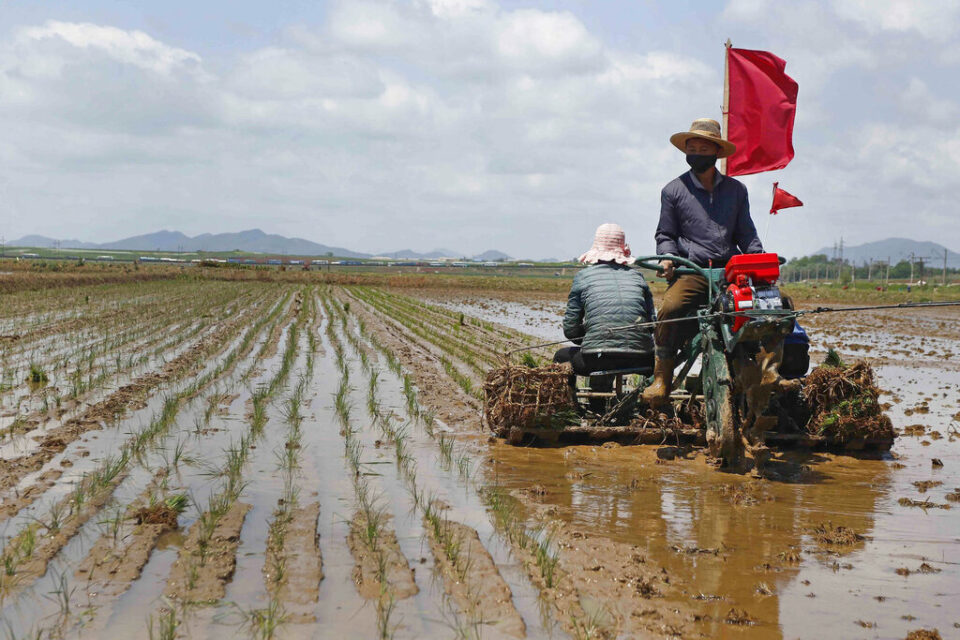 Food shortage spreads in North Korea, with some starving farmers unable to work