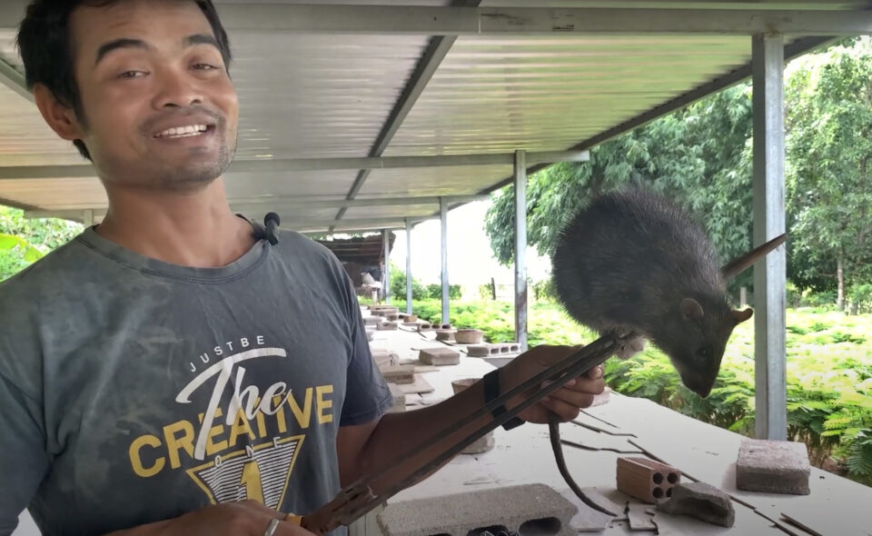 Cambodian farmer says raising rats for food has boosted his family’s income