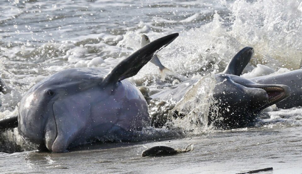 Hong Kong pink dolphin numbers dwindle to a handful