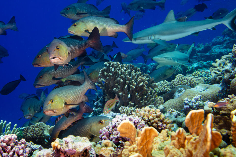 Pristine atolls, seas in Marshall Islands get marine sanctuary protection