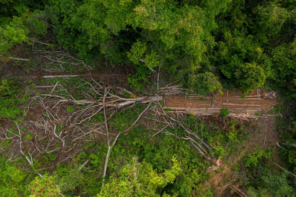 Activist records destruction of Cambodian ‘protected’ forest, tree by tree